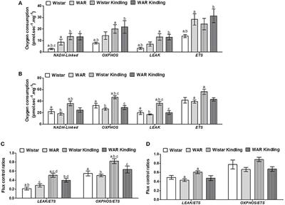 Energy Metabolism and Redox State in Brains of Wistar Audiogenic Rats, a Genetic Model of Epilepsy